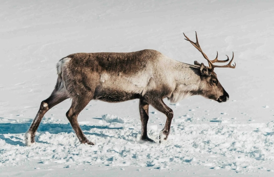 christmas reindeer pics