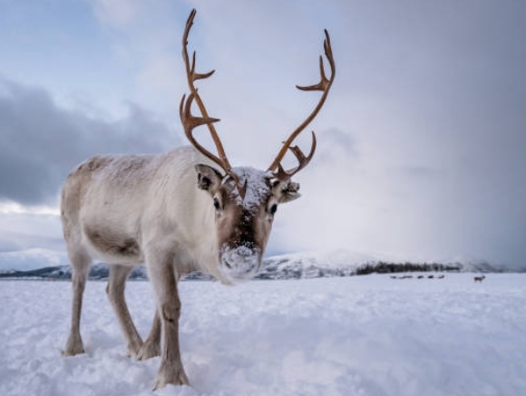 free reindeer image