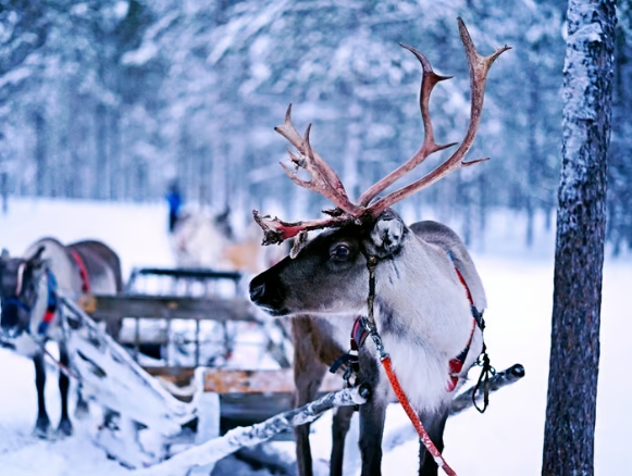 christmas pictures of reindeer