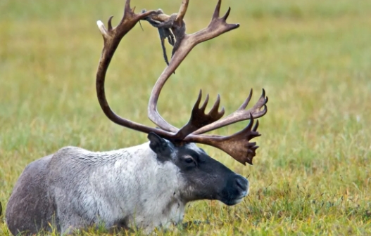 images of real reindeer