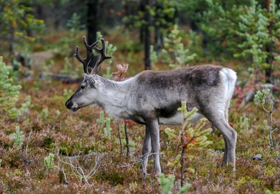 free images of reindeer