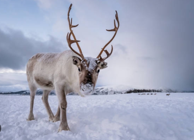 image of santaʼs reindeer