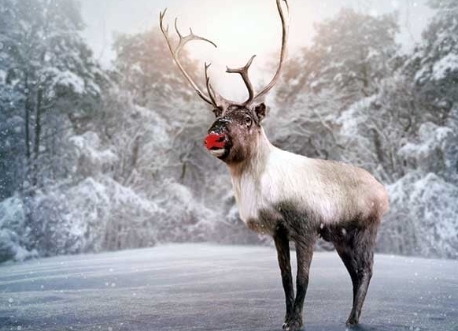 image of rudolph the reindeer