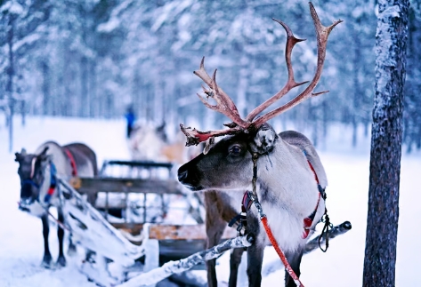 christmas pictures reindeer