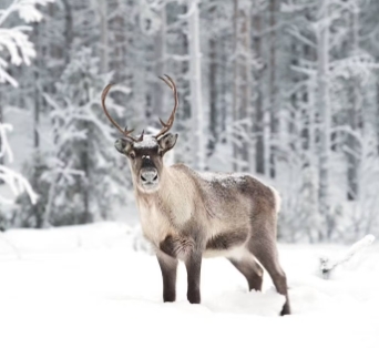 google show me a picture of a reindeer