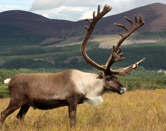 image of a reindeer cartoon