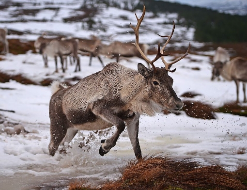 ok google show me a picture of a reindeer