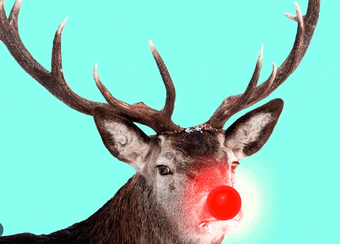 red nosed reindeer images