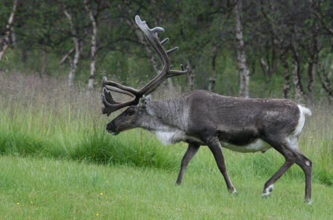 reindeer animal pictures