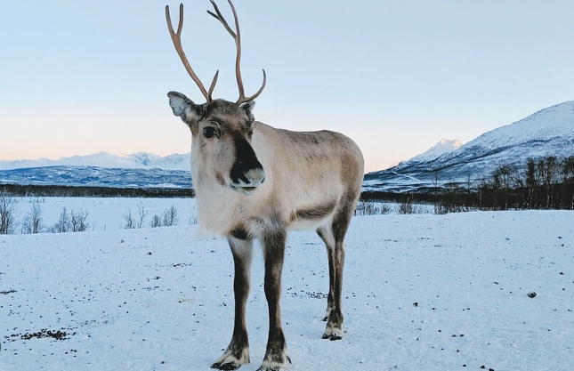 real reindeer images