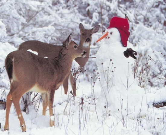 xmas deer images