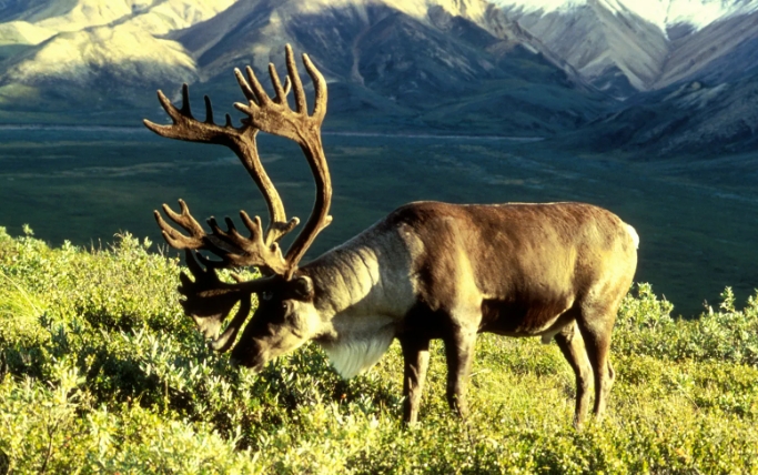 reindeer animal images