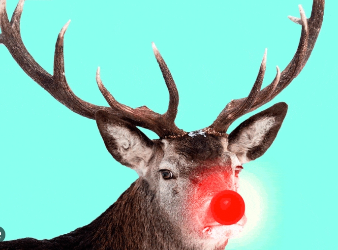 red nosed reindeer pictures