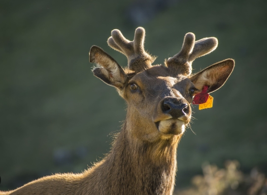 reindeer photos free