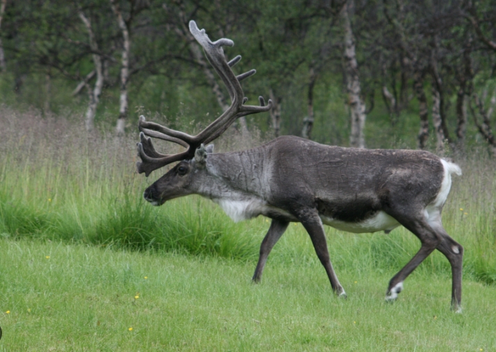 show me pictures of a reindeer