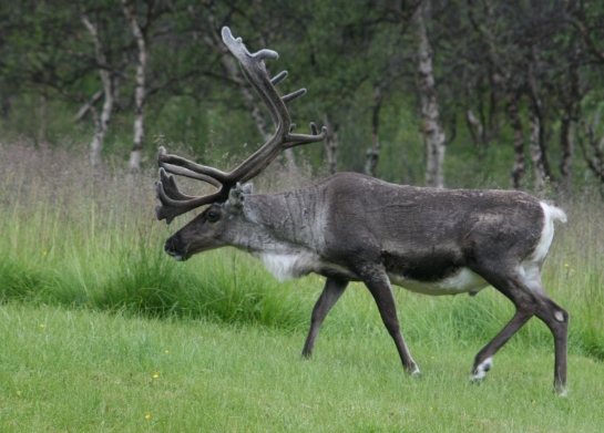 show pictures of reindeer