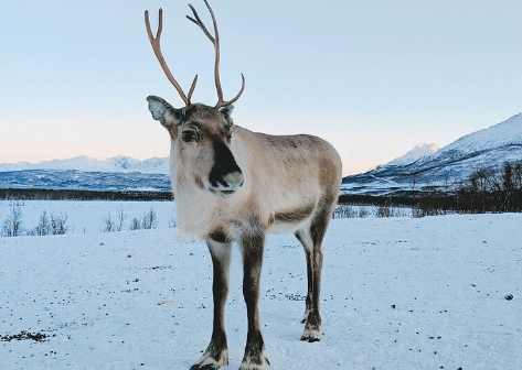 show me a picture of reindeer