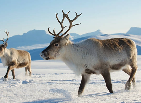 reindeer in snow pictures