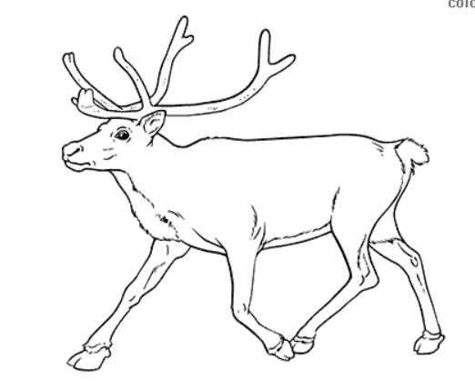 reindeer images for coloring