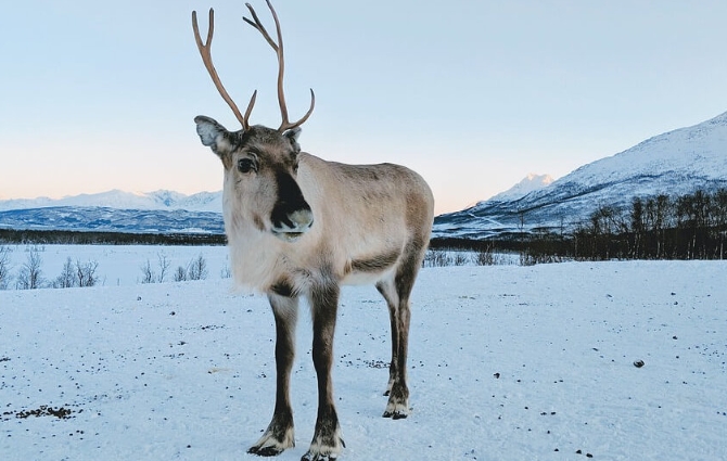 show me images of reindeer