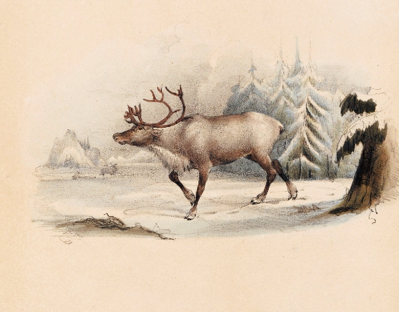 vintage reindeer images