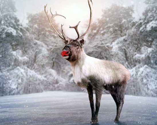 show me a picture of rudolph the reindeer