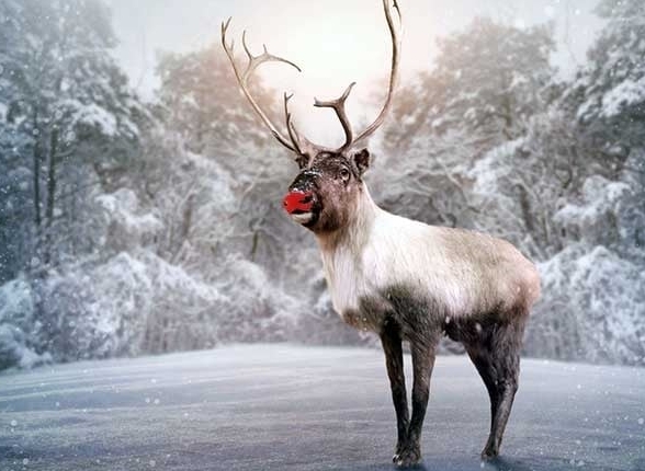 pictures of the real rudolph the red nosed reindeer