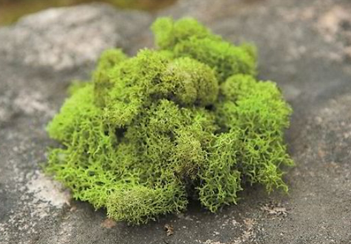 reindeer moss images