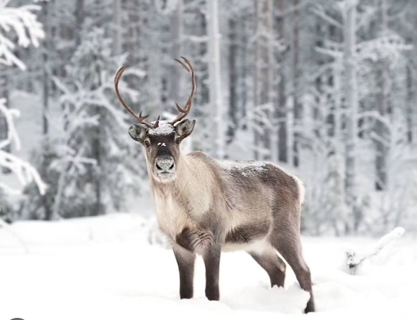 reindeer in snow images