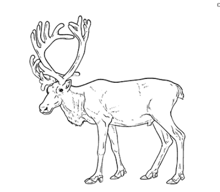 reindeer coloring images