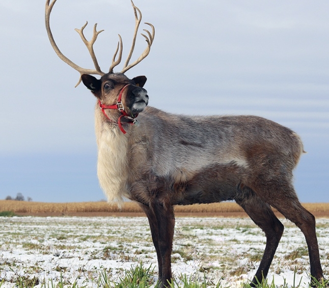 picture of the reindeer