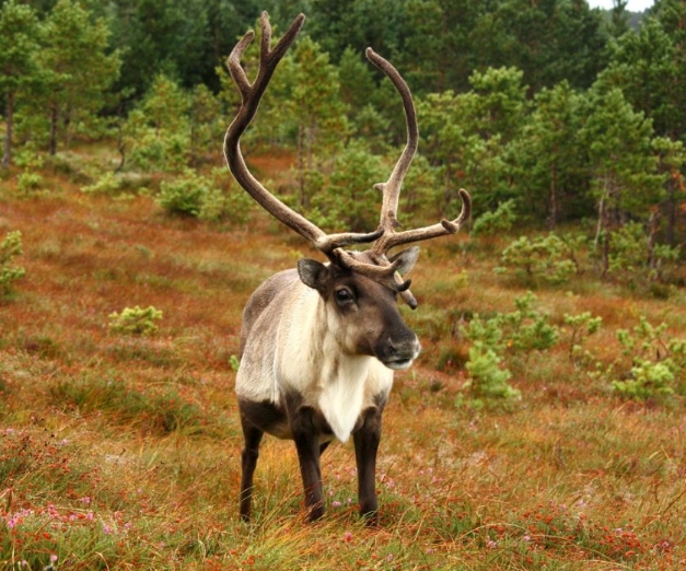 picture of reindeer antlers