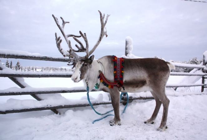 santas reindeer picture