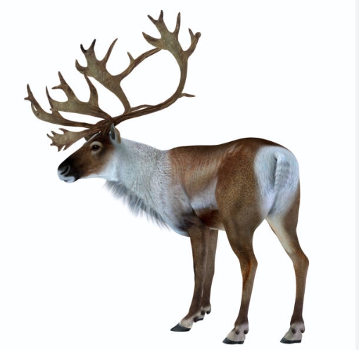 show me pictures of santaʼs reindeer