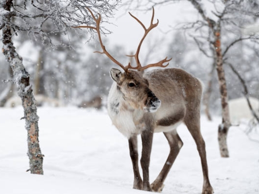 reindeer stock image