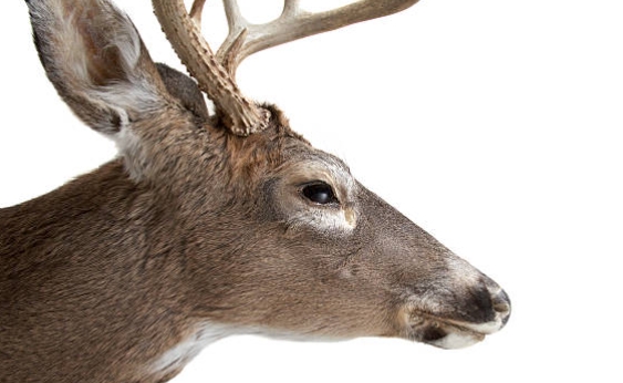 reindeer profile pictures