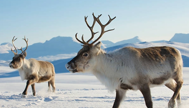 reindeer in the snow images