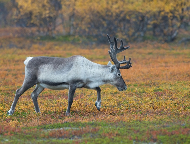 picture of reindeer animal