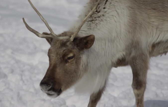 picture of a real reindeer