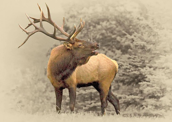 Elk Art