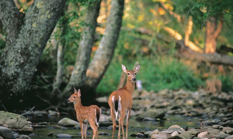 deer ecology